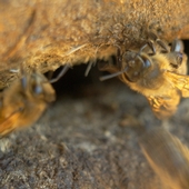 bee-ing.jpg