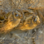 golden-wings-duo.jpg