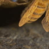 golden-wings.jpg