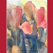 tulipa.jpg