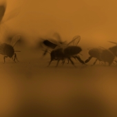 under-the-beehive-upside-down.jpg