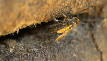 2-bee.jpg