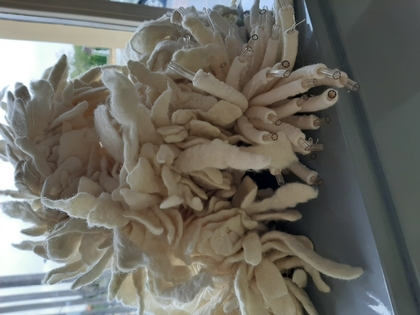 bleached-coral-1.jpg